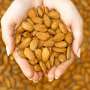 Banyak Makan Kacang Bisa Tingkatkan Kesuburan Lelaki Lho!