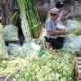 Uniknya Perayaan Lebaran Ketupat di Lorong Lotu