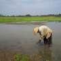 El Nino, 111 Ribu Hektar Sawah Kering, 8.900 Hektar Gagal Panen