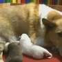Anjing Ini Jadi Ibu Anak Harimau Siberia