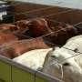 Sapi Kurban Kecebur Selokan, Warga Sulit Mengangkatnya