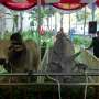 Sapi Kurban Jokowi-JK, Putih dan Berat