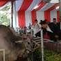 Wujud Sapi Berbobot 1,3 Ton, Sumbangan Jokowi untuk Istiqlal