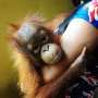 Kasihan, Orangutan Masuk Permukiman Karena Habitatnya Terbakar