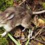 Tikus Berhidung Babi, Spesies Baru yang Ditemukan di Indonesia