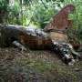 Puing Diduga MH370 Ditemukan dalam Hutan, Ini Jawaban Malaysia