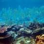 Menguak Pesona Bawah Laut Karimata