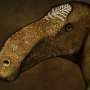 Ini Wujud Bebek Dinosaurus 79,5 Juta Tahun Silam