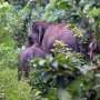 Puluhan Gajah Mengamuk dan Rusak Rumah Warga di Aceh