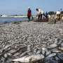 Ribuan Ikan Mati di Ancol