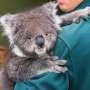 Terancam Punah Akibat Kebakaran Hebat, Australia Buka Adopsi Koala Liar