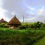 Asyiknya Menyusuri Kebun Kopi di Bali