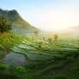 Sawah dalam Tidurku