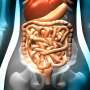 Tahapan Sistem Pencernaan Manusia dan Organ Utamanya