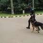 Mudik di Papua, Anjing Pelacak Cari Bom di Pelabuhan dan Bandara
