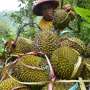 Durian Kempis Menangkan Kontes Rancamaya
