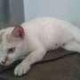 Bunuh Kucing Tetangga, Lelaki Tua Ini Dibui 7 Tahun