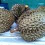 Durian Ini Dihargai Rp1 Juta per Buah