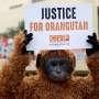 Tuntut Penindakan Pembakar Orangutan