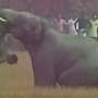 Gajah Ngamuk Masuk Kampung, 5 Orang Tewas Terinjak