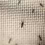 Cara Sederhana Ini Bisa Cegah Penyebaran Virus Zika