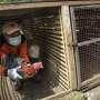 COVID-19 Belum Berakhir, Bondowoso Diserang Virus Flu Burung