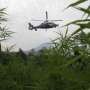 Basmi 482.000 Hektar Ladang Ganja, Buwas: Diganti Tanaman Pangan