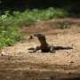 Turis Thailand Kagumi Dinosaurus Asli Indonesia