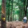 2.000 Hektare Kebun Karet di Jambi Beralih ke Sawit, Ini Alasannya