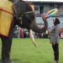 Atraksi Gajah Way Kambas Lampung Dibuka Lagi