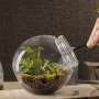 Tips Membuat Taman Mini Terarium di Rumah
