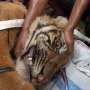 Evakuasi Harimau Sumatera