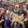 Berbulan-bulan Dikarantina, Harimau Sumatra Korban Jerat Akhirnya Mati