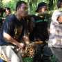Harimau Resahkan Warga