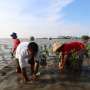 Menanam 1.000 Mangrove di Pantai Rusak Akibat Pengerukan
