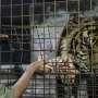 Yuk, Selamatkan Harimau Sumatera Bersama #DoubleTigers