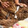 Sekjen APTI: Produktivitas Tanaman Tembakau Indonesia Rendah