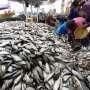 Petani Ikan Milenial Bisa Dapat Untung Rp 7 Juta/Bulan, Berminat?