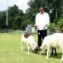 Jokowi Kampanyekan Makan Daging Kambing