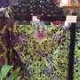 Cantiknya Batik yang Mengadopsi Motif Ukiran Kayu ini