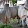 Jokowi Kurban Sapi 1,5 Ton, JK 1,3 Ton