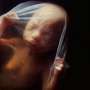 Mengagumkan, Inilah Foto-foto Sperma Hingga Menjadi Bayi