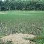 Inilah Rincian Lahan Tanah Objek Reforma Agraria