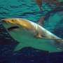 Penelitian: Hiu di Perairan Brasil Terdeteksi Mengandung Kokain