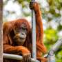 Puan Dinobatkan Sebagai Orangutan Tertua di Dunia