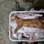 Kucing Dibantai dan Dijual Sebagai Daging Kelinci