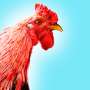 Viral! Ayam Hitam Dijual Rp 93.000, Warganet : Ayam Piaraan Black Panther