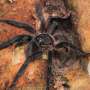Pertama Kalinya Tarantula Tertangkap Sedang Memangsa Ular
