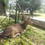 PM Jepang Sangat Terkesan dengan Rusa Istana Bogor