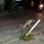 Viral, Video Anjing 'Pura-pura Lumpuh' Ini Hebohkan Netizen!